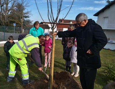 170213 plantations arbres maternelle